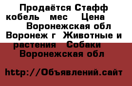 Продаётся Стафф кобель 3 мес. › Цена ­ 4 000 - Воронежская обл., Воронеж г. Животные и растения » Собаки   . Воронежская обл.